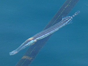 Atlantic Trumpetfish - Aulostromus strigosus © John Muddeman